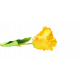 Pojedyncza gałązka z tulipanem 60cm żółta