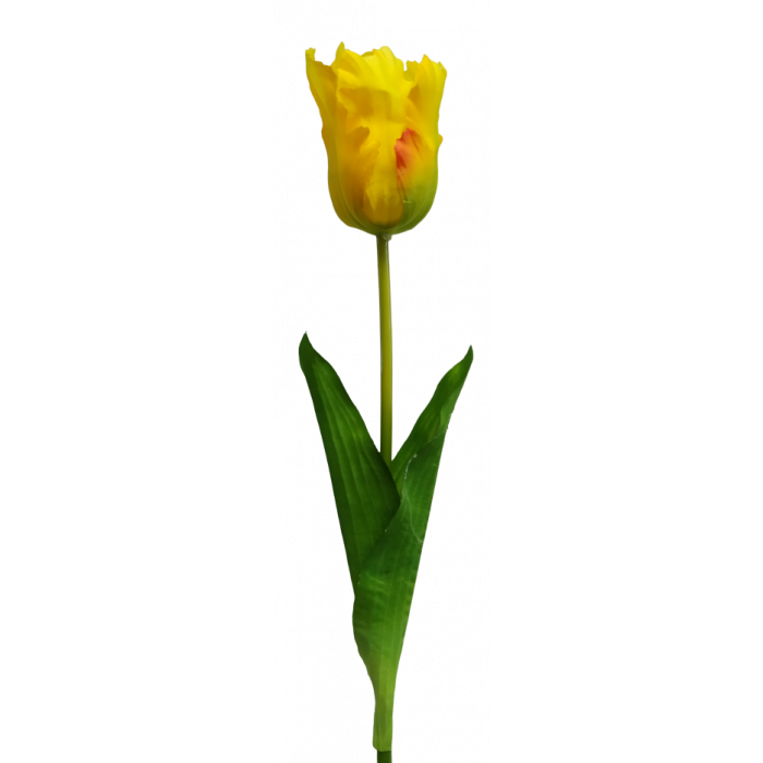 Tulipan Papuzi 60cm Mix kolorów