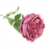 Pojedynczy kwiat piwonia 70cm ciemny róż